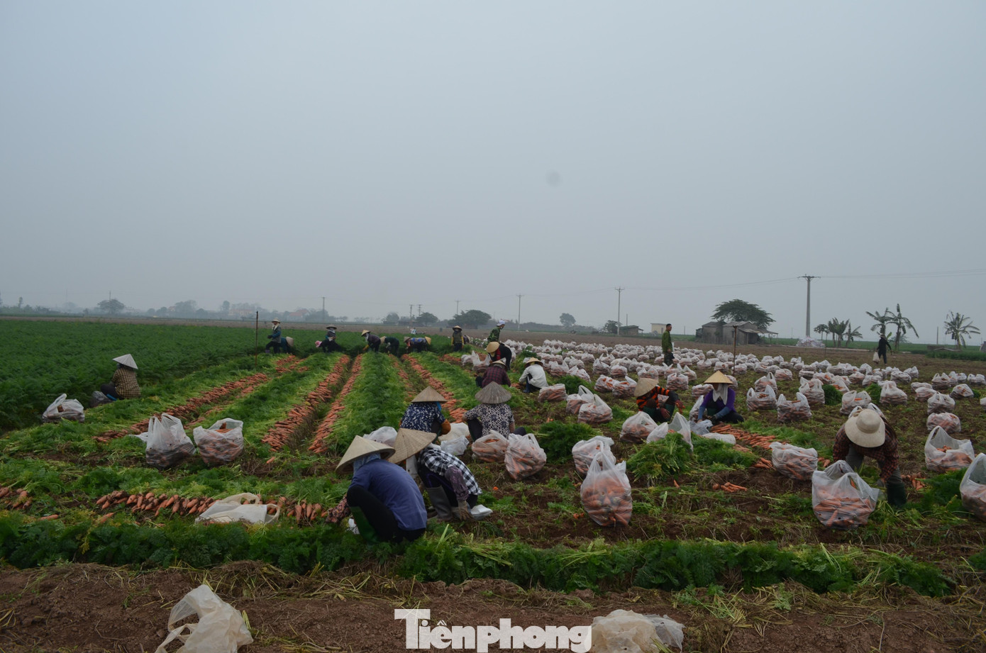 Tại đây, nhiều chủ hộ sở hữu hàng chục mẫu cà rốt.