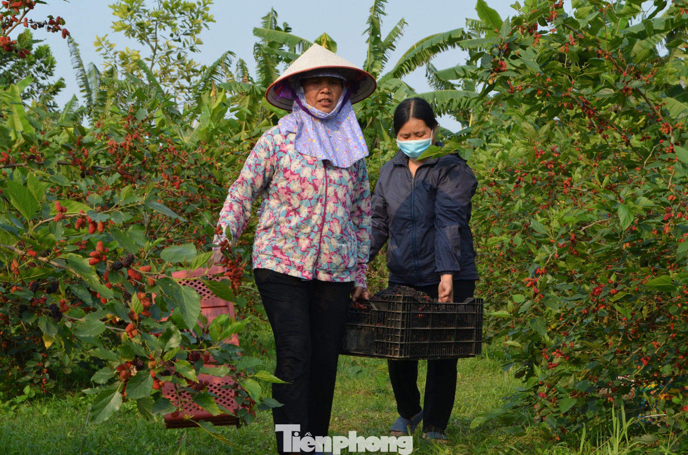 "Đợt dịch vừa rồi bị tắc đầu ra; giá phân bón ngày càng cao; thương lái còn không tới mua... Mong năm nay làm ăn khấm khá hơn năm trước", bà Lan chia sẻ.