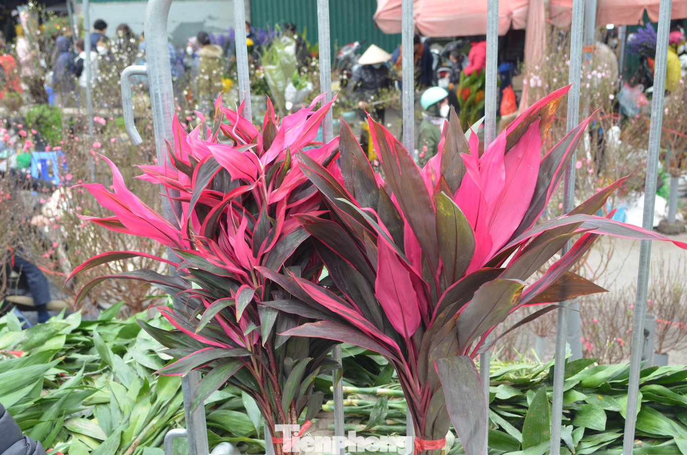 Phát lộc có hai loại màu xanh và đỏ. Phát lộc có hai loại màu xanh và đỏ.