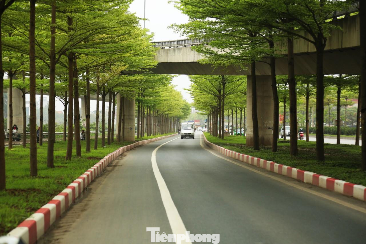 Những tán bàng lá nhỏ ở Hà Nội tạo cảnh sắc tuyệt đẹp như khung cảnh mùa thu tại các nước ôn đới.
