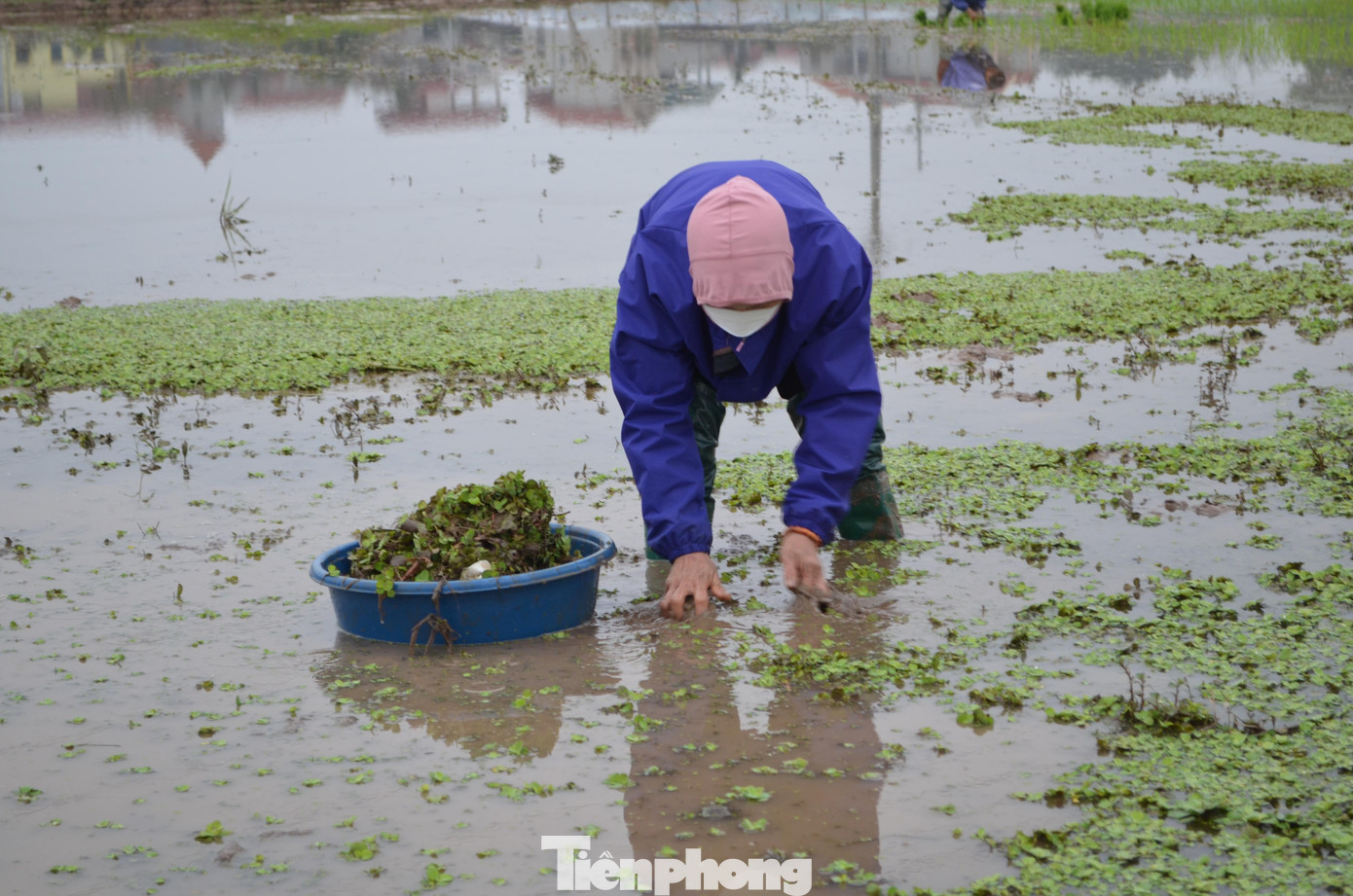 Ở vùng chiêm trũng, bà con phải vớt bèo tấm, bắt ốc làm hại cho lúa.