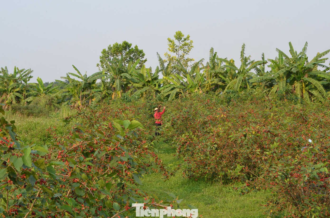 Nhiều năm trở lại đây, nông dân nơi đây đã phát triển trồng dâu tằm ra đất ruộng.