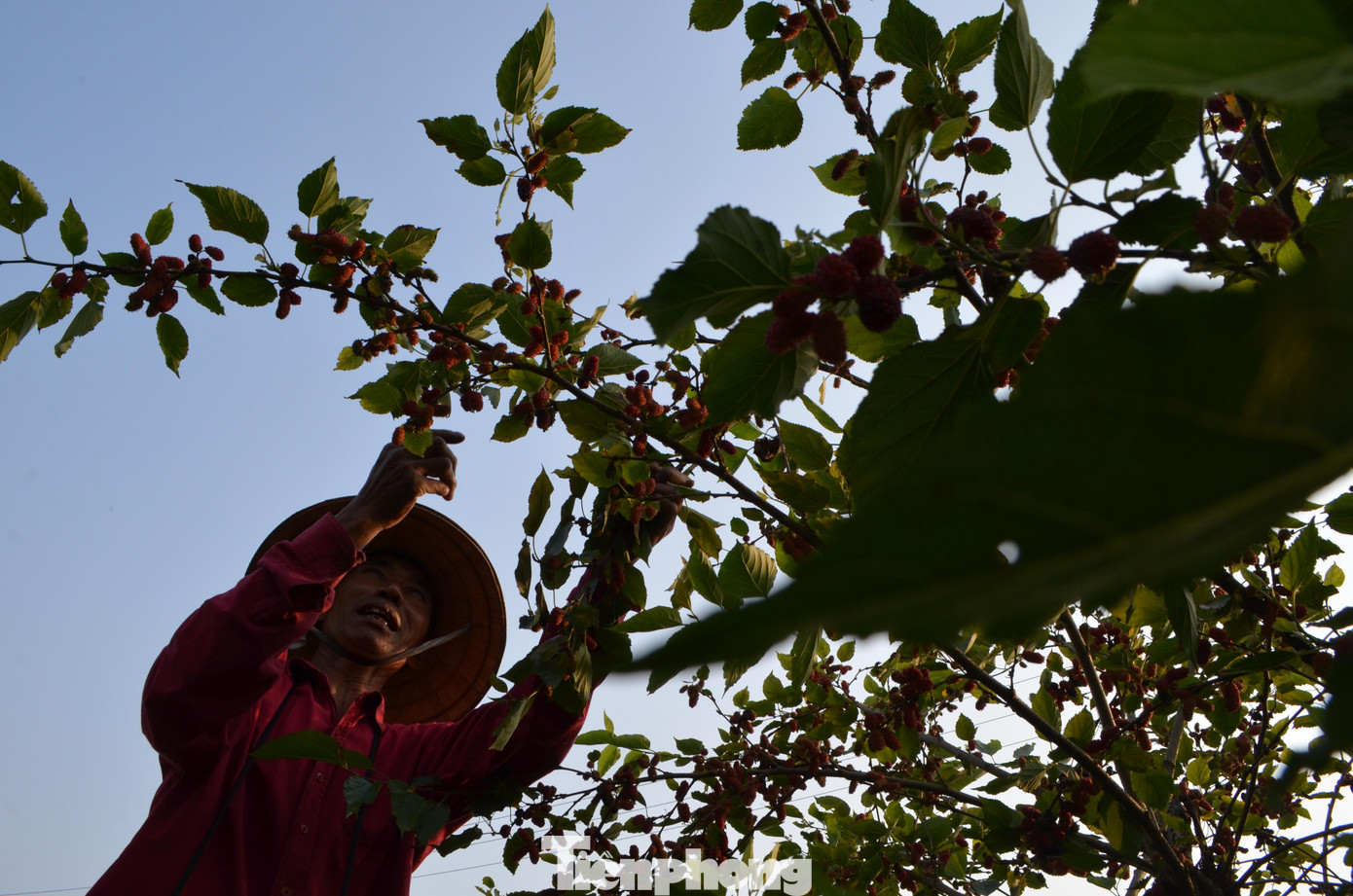 Người dân ở đây cho biết, dâu tằm nhanh lớn. Loài cây này dễ trồng, dễ chăm sóc, không mất quá nhiều công sức.