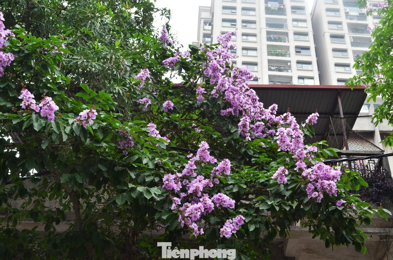 Hoa thường mọc thành từng chùm ở đầu cành, cành hoa có chiều dài từ 20-30 cm.