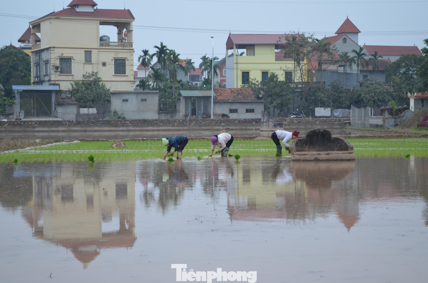 Những ngày đầu năm rét căm căm, không khí trên những cánh đồng chiêm trũng tại huyện Phúc Thọ (TP Hà Nội) nhộn nhịp người căng dây, người cấy lúa.