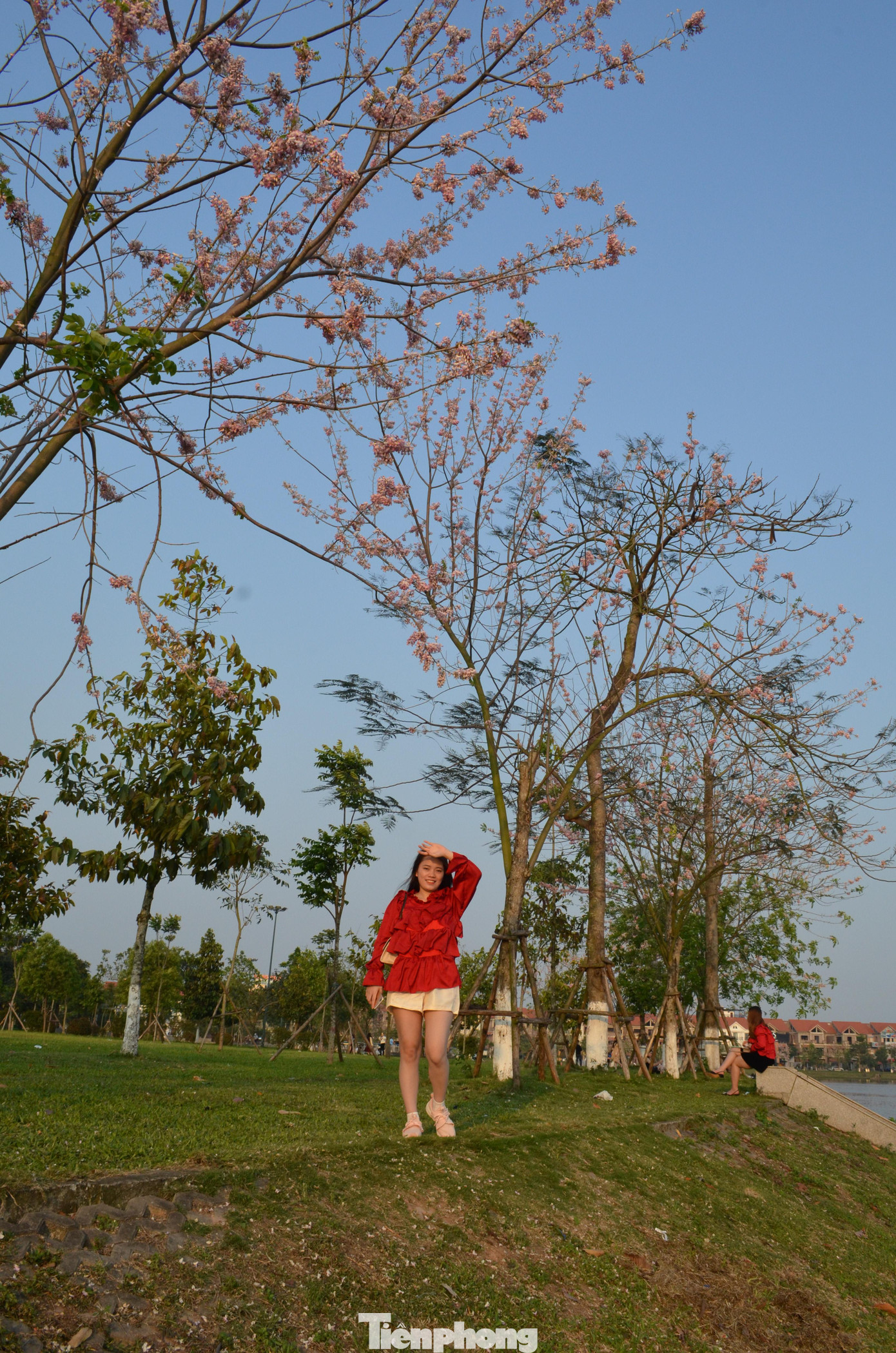 Dù là ngày đầu tuần, nhiều bạn trẻ bị sắc hồng dịu dàng của hoa đỗ mai &quot;hút hồn&quot;.