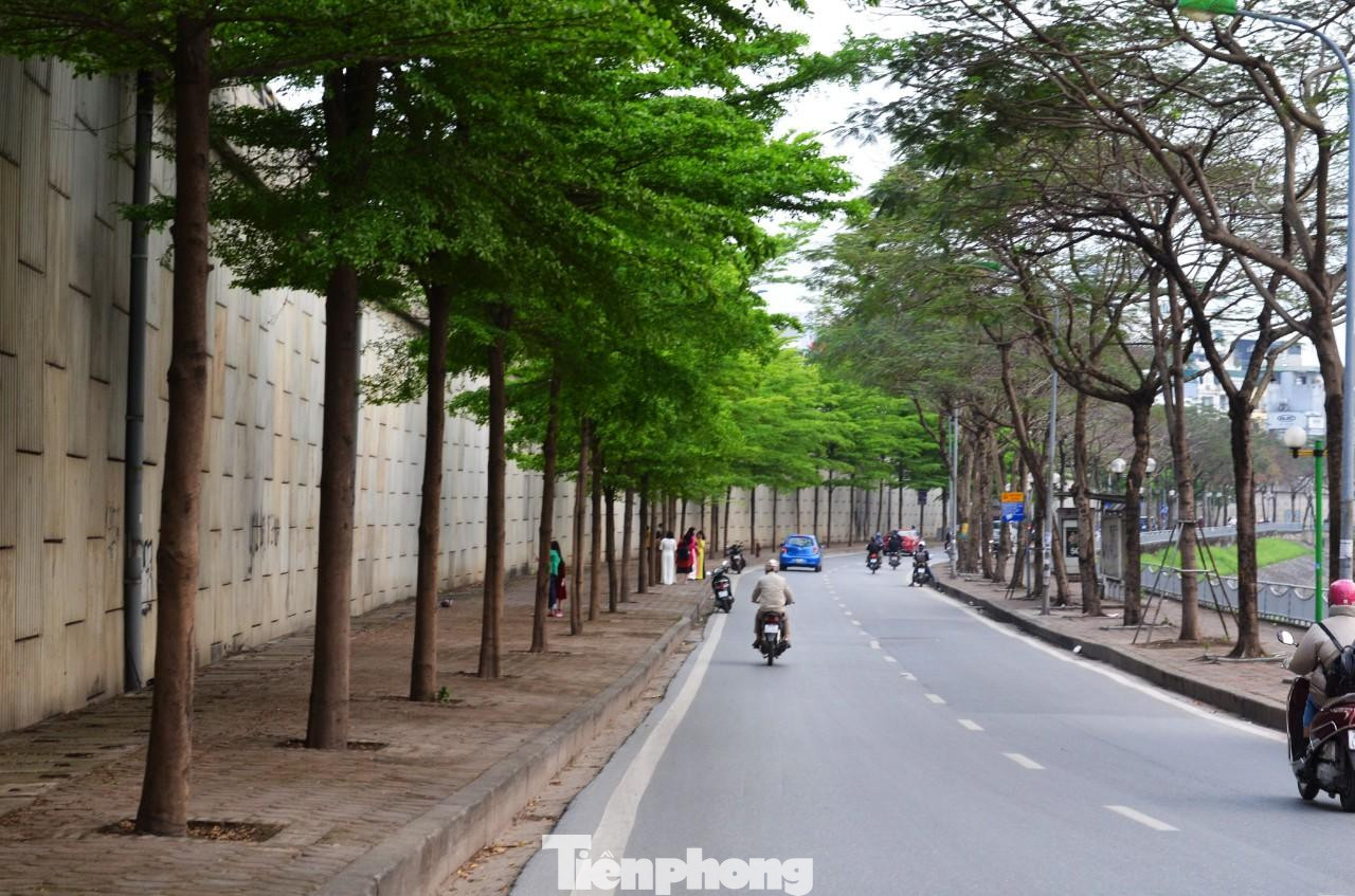 Nếu như hồi đầu tháng 3, khi cây bàng lá nhỏ vào mùa thay lá, con đường ven sông Tô Lịch thuộc Vành đai 2 (đoạn dẫn lên đường trên cao ngã tư Láng - Cầu Giấy - Bưởi) được phủ một lớp lá vàng như khung cảnh lãng mạn mùa thu. Nay, tất cả chuyển sang mùa xanh non, tràn đầy sức sống.