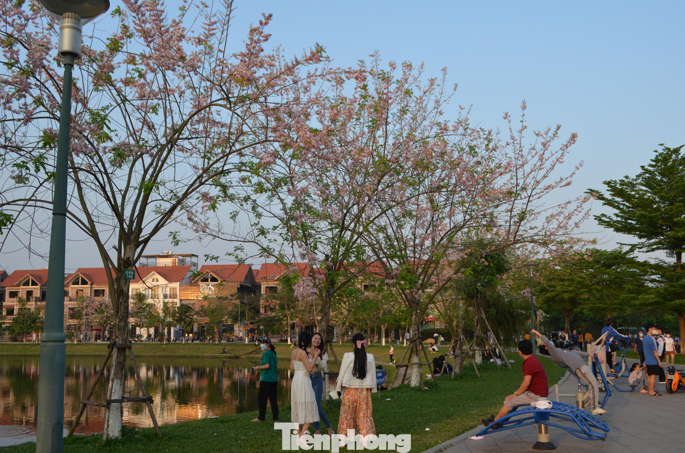 Do vậy, dịp đầu tháng 4, nhiều người đi qua đây không khỏi ngỡ ngàng khi được ngắm loài hoa đỗ mai lần đầu khoe sắc tại Bắc Ninh.