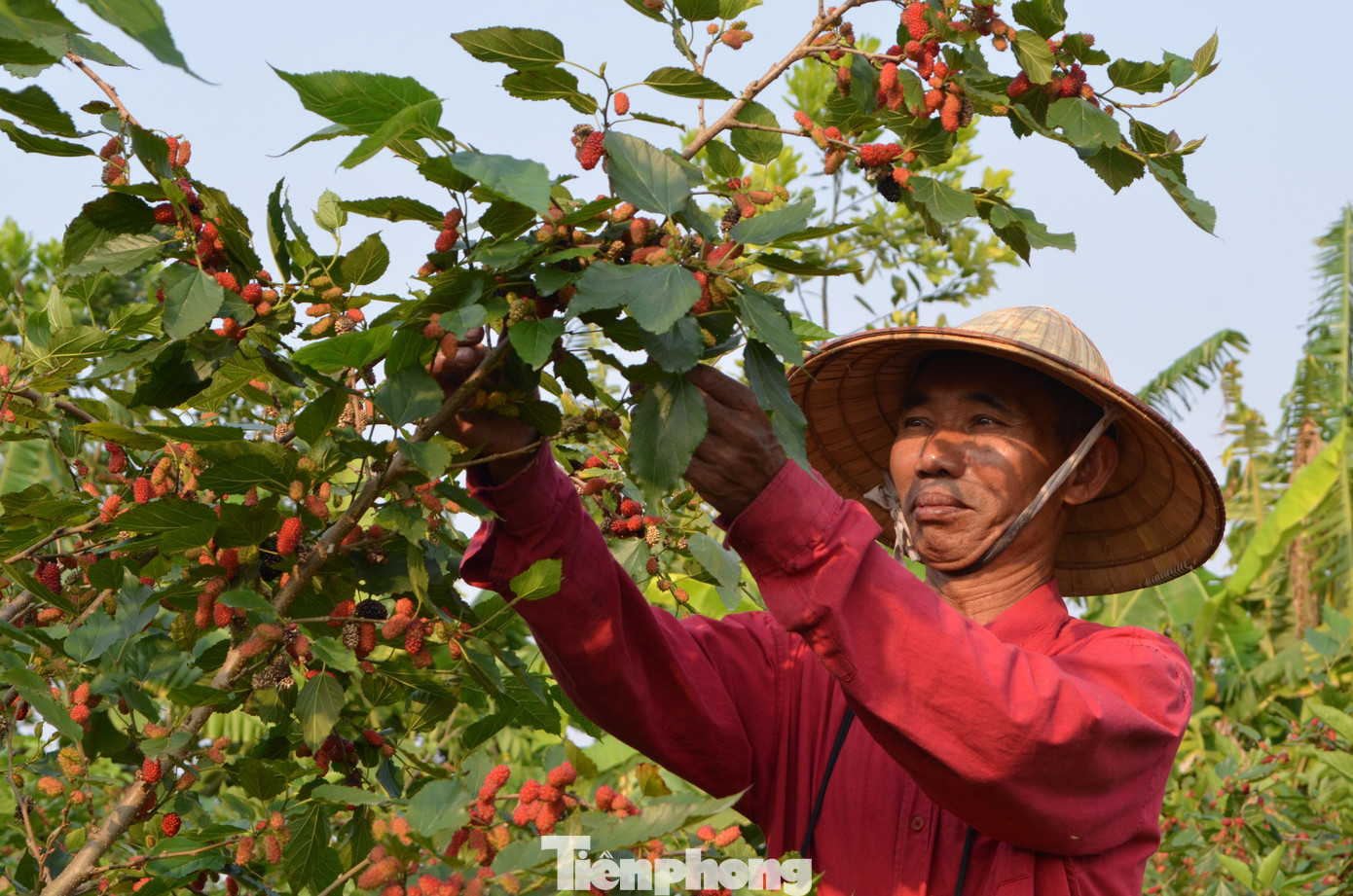 Với những gốc dâu già, nông dân chỉ cần chặt bỏ cành dâu, để lại gốc. Sau một năm, cây dâu ra trái chín mọng.