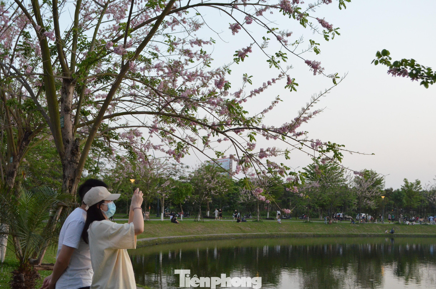 Hoa đỗ mai rực hồng bên bờ hồ tạo nên khung cảnh thơ mộng như nhiều công viên, con phố ở Nhật Bản.