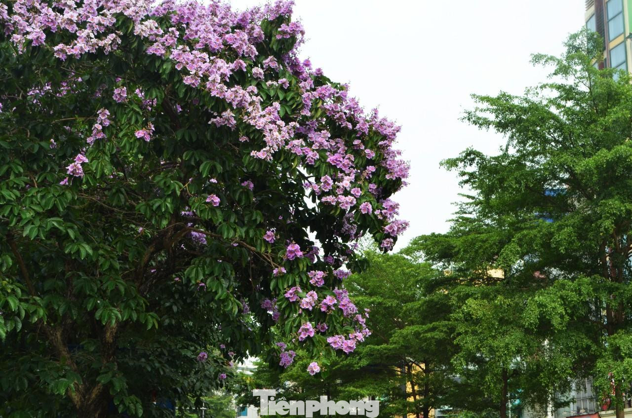 Đây cũng là loại hoa gắn với tình yêu đôi lứa, sự thủy chung.