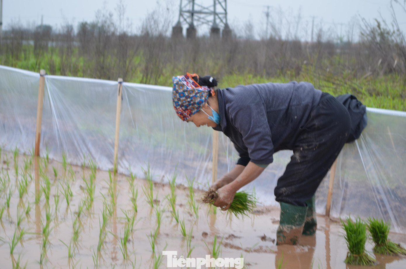 “Làm nghề này chỉ mang tính chất thời vụ, vất vả “bán mặt cho đất, bán lưng cho trời” nhưng thu nhập cũng ra tấm, ra món. Mỗi vụ cấy thuê, chúng tôi có thể thu về từ 8 - 10 triệu đồng. Vụ hè thu, do thời tiết khắc nghiệt, công cấy có thể lên đến 500.000 đồng/ngày”, bà Thêm - cùng đội cấy với bà Hòa chia sẻ.
