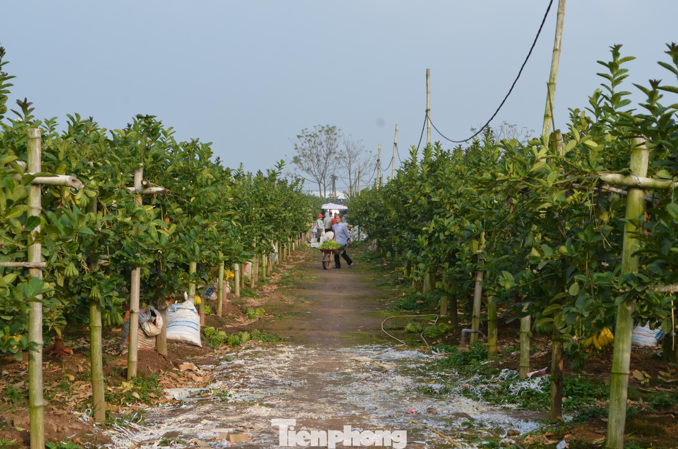 Thời điểm cận Tết, trên những mảnh vườn xanh mướt mắt nằm ven sông Hồng thuộc hai xã liền kề Trung Châu và Thọ An (thuộc huyện Đan Phượng), các hộ dân đang tất bật thu hoạch những trái phật thủ phục vụ cho thị trường Tết.