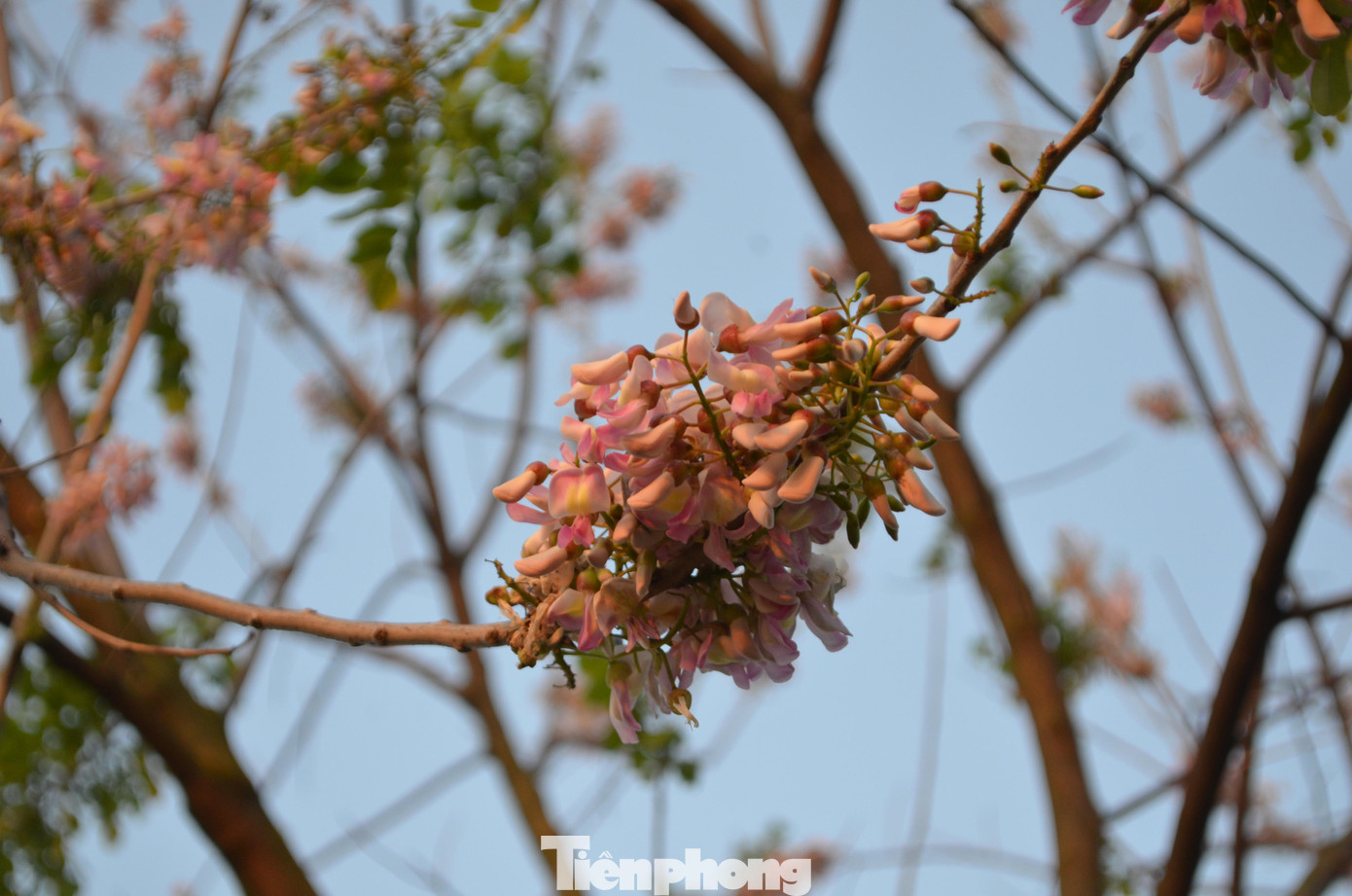 Đỗ mai ra hoa vào mùa xuân nên cũng được xem là loài hoa báo hiệu xuân như hoa đào, hoa mai. Đây là loài hoa tượng trưng cho sự hạnh phúc, đủ đầy.