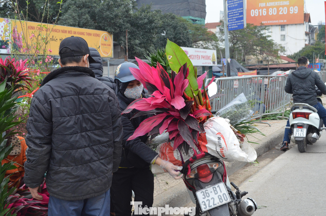 Ghi nhận tại chợ hoa Quảng An, loài cây này có giá hơn 100 nghìn đồng. Ghi nhận tại chợ hoa Quảng An, loài cây này có giá hơn 100 nghìn đồng.