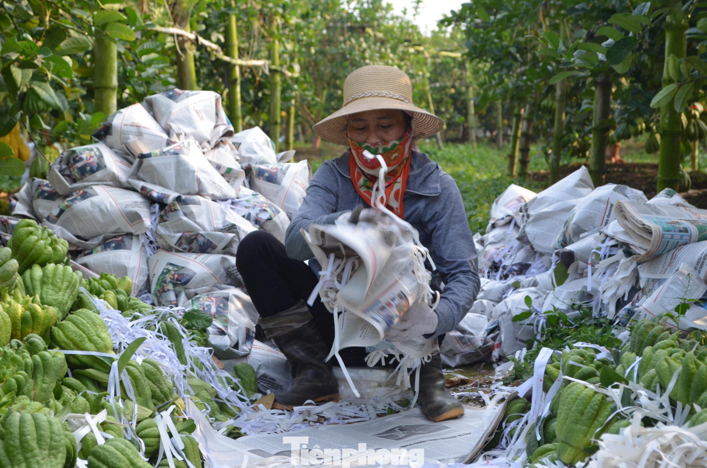 Để đảm bảo tiến độ, nhiều hộ đã thuê hàng chục nhân công với thù lao 400.000 đồng/ngày công.