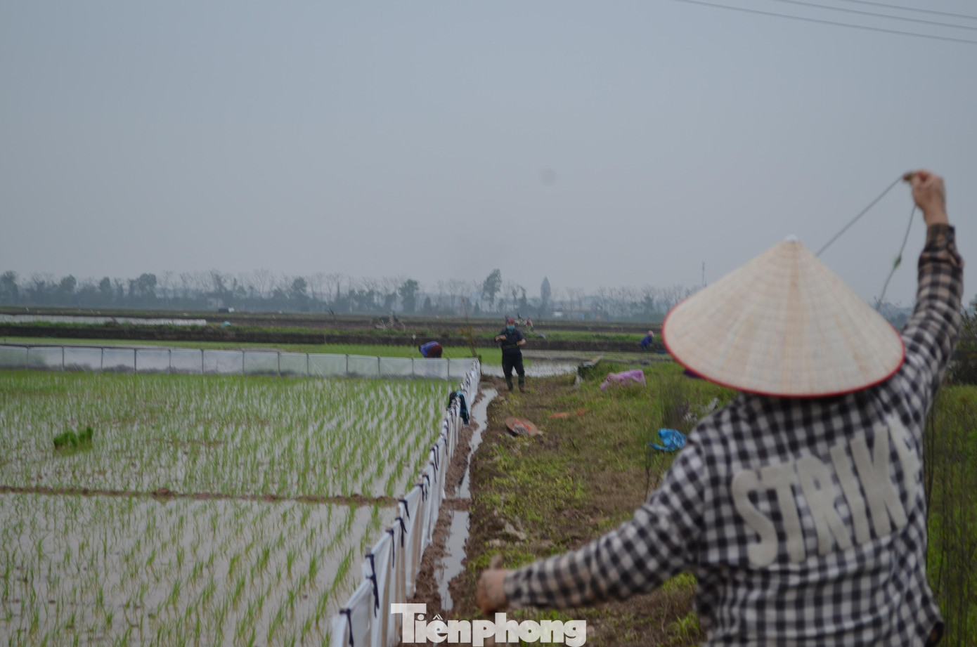 Người cấy lúa làm việc theo từng tốp nhỏ, được chủ ruộng thuê để cho kịp thời vụ.