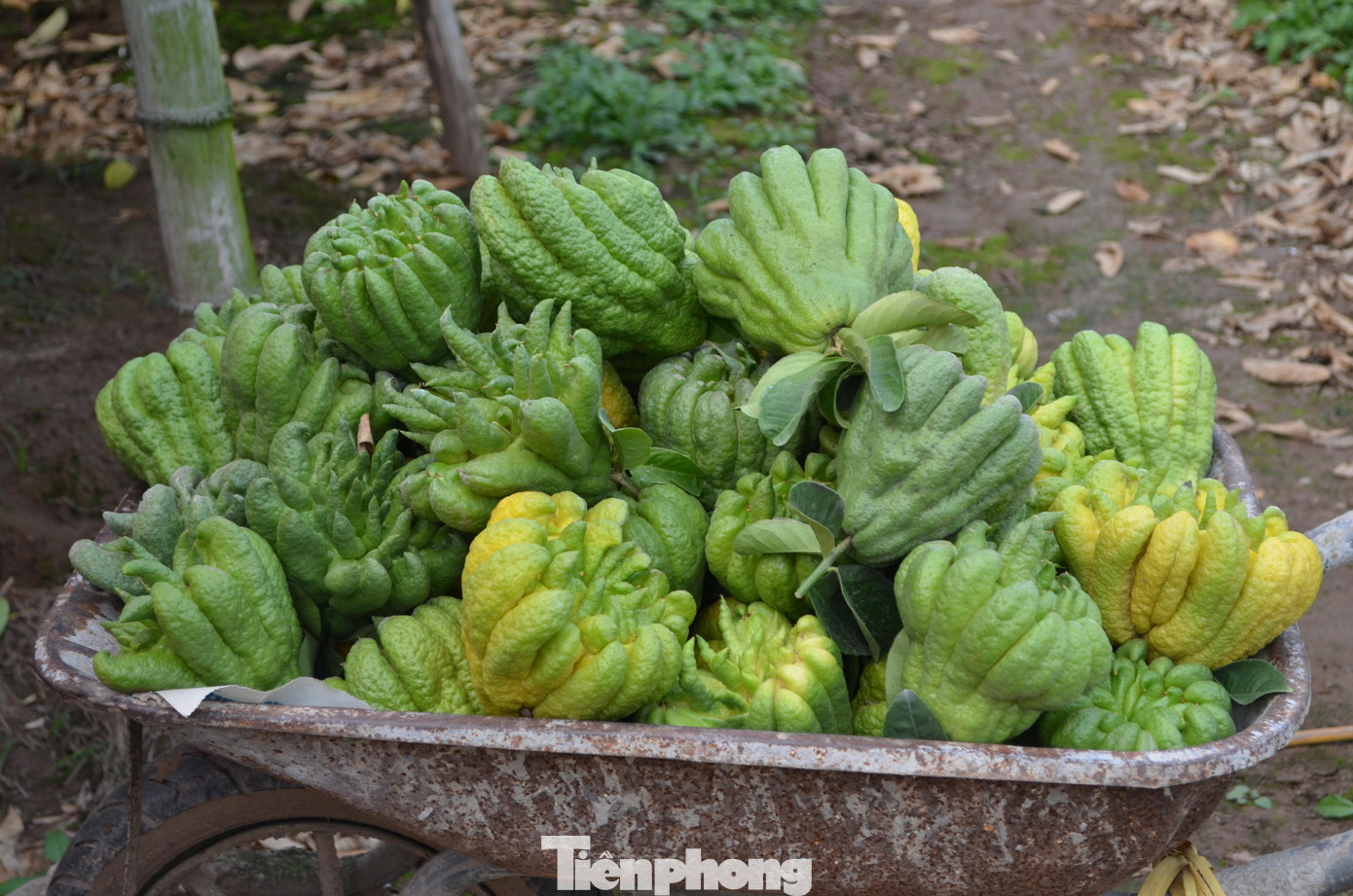 Bà con phấn khởi vì đa số trái phật thủ có mẫu mã đẹp, bán sẽ được giá.