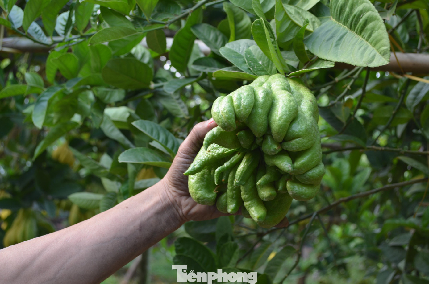 Giá 1 trái phật thủ tại đây đang có giá trung bình 80.000 đến 150.000 đồng/quả. Có những quả đặc biệt (to, nhiều múi, giống bàn tay Phật) được chọn lọc, bán với giá 800.000 đến 1.000.000 đồng/quả.