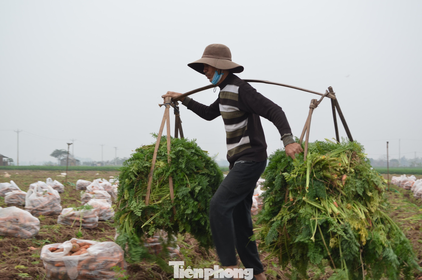 Lá cà rốt được bà con tận dụng đem về nuôi cá, thỏ hay dê.