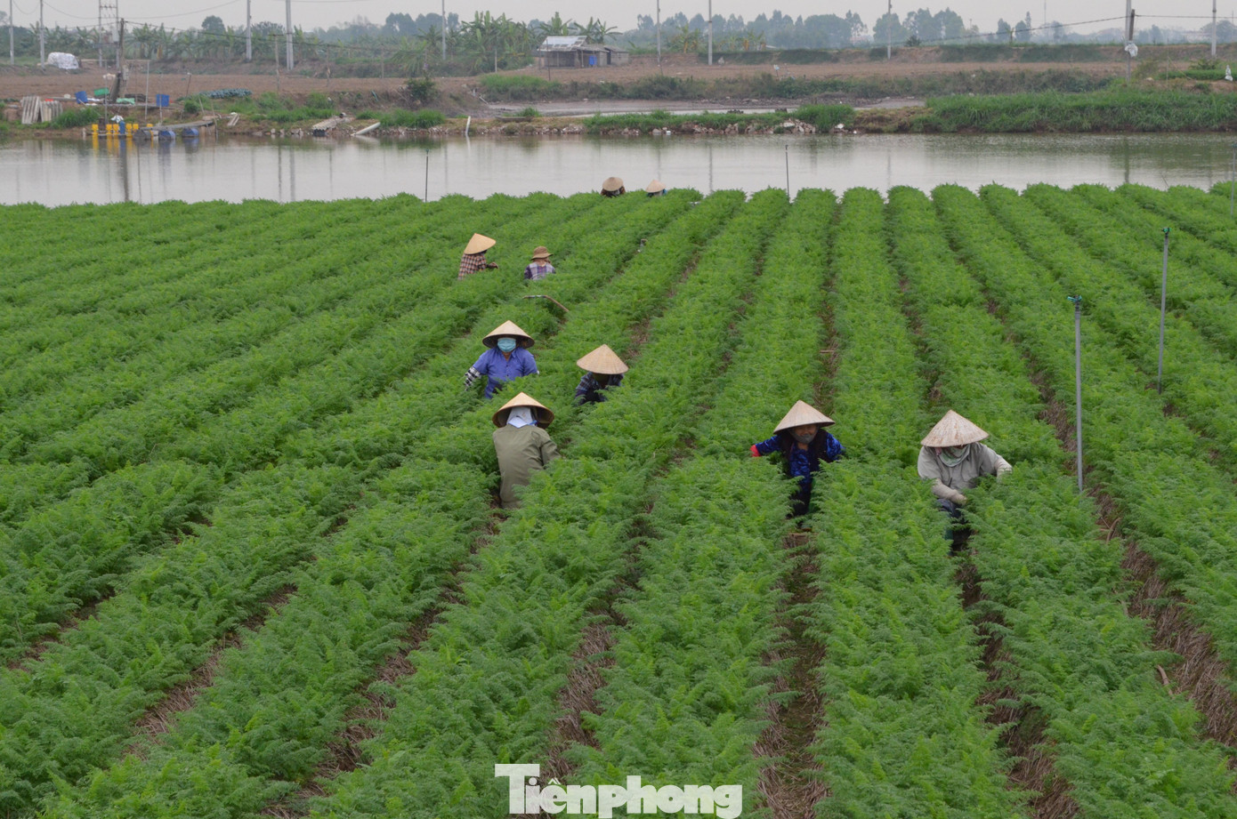 Những ngày này, bà con nông dân xã Cao Đức – nơi có diện tích đất bãi lớn nhất huyện Gia Bình, hối hả nhặt cỏ, tưới nước, chăm sóc cho những ruộng cà rốt khu bãi bồi sông Đuống đã đến ngày thu hoạch.