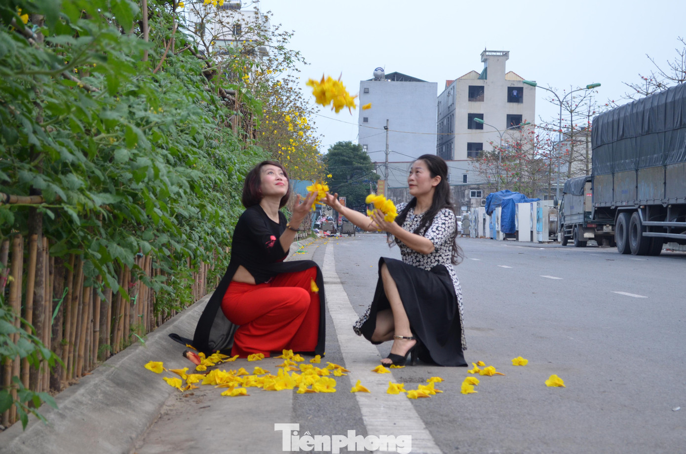 Hoa của loài cây có tên gọi khác là chuông vàng này mỏng manh và chỉ rộ được vài ngày vào quãng tháng Ba là rụng, không nở lâu và bền như hoa gạo.