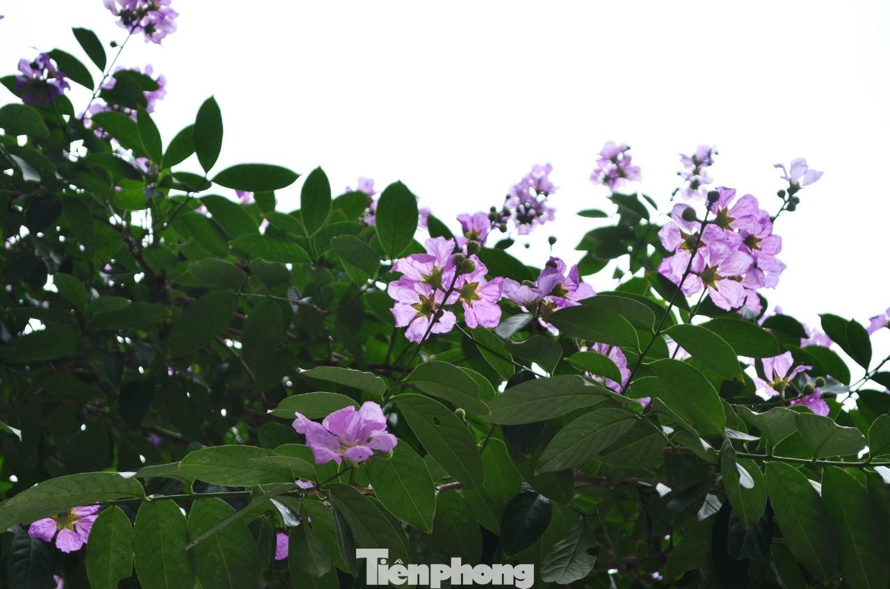 Mỗi bông hoa khi nở xòe rộng và có 6 cánh mỏng