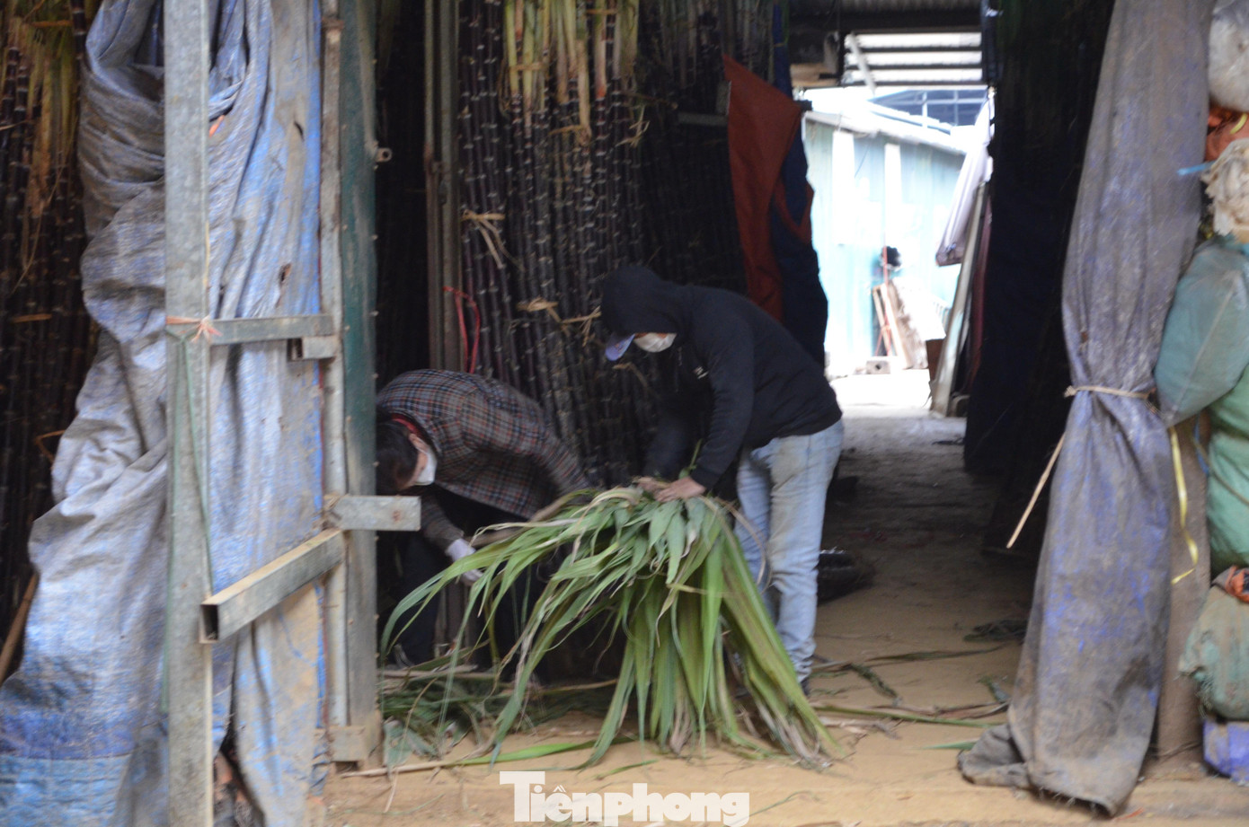 Các tiểu thương đang chọn, bó những cây mía nguyên rễ, tán lá. Các tiểu thương đang chọn, bó những cây mía nguyên rễ, tán lá.