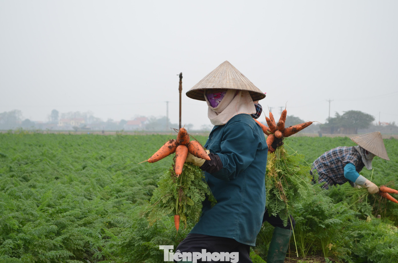 Nhiều mẫu ruộng đang được bà con thu hoạch.