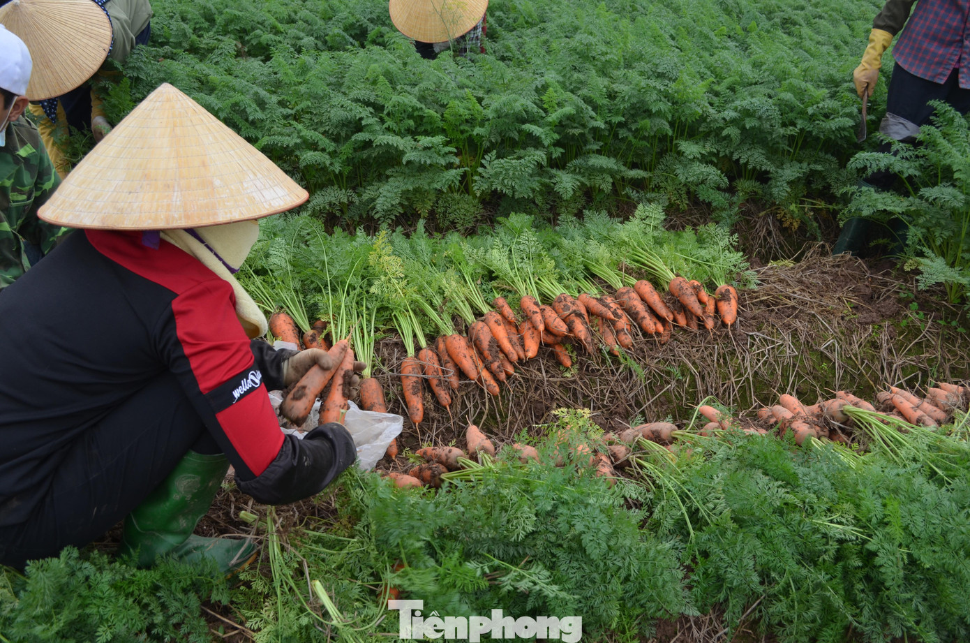 Đây được coi là mùa vụ lớn nhất trong năm. Theo lãnh đạo UBND xã Cao Đức, trung bình 1 sào cho sản lượng khoảng 1,5-2 tấn cà rốt, được xuất đi với mức giá khoảng 15 triệu đồng/sào. Trung bình, mỗi vụ thu hoạch đem lại doanh thu hàng trăm triệu đồng/hộ.