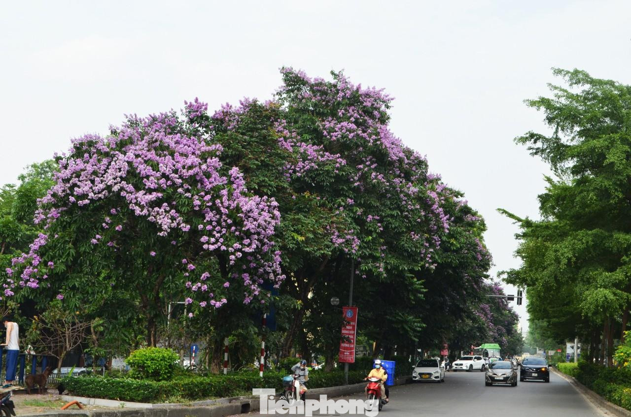Tháng năm vừa về, trên nhiều con đường của Thủ đô hoa bằng lăng tím lại nở rộ. Sắc tím làm mê mẩn khiến bất cứ người nào đi qua cũng phải dừng chân ngắm nhìn. Đang mùa hoa nở, cả đoạn phố Kim Mã (quận Ba Đình) rực rỡ màu hoa tím ngắt.