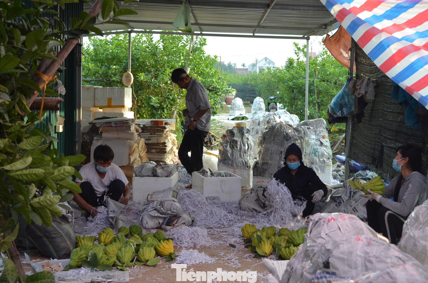 Công đoạn này cũng rất cần tỉ mẩn nhằm đảm bảo khi tới tay khách hàng, quả vẫn nguyên vẹn, không bị dập nát.