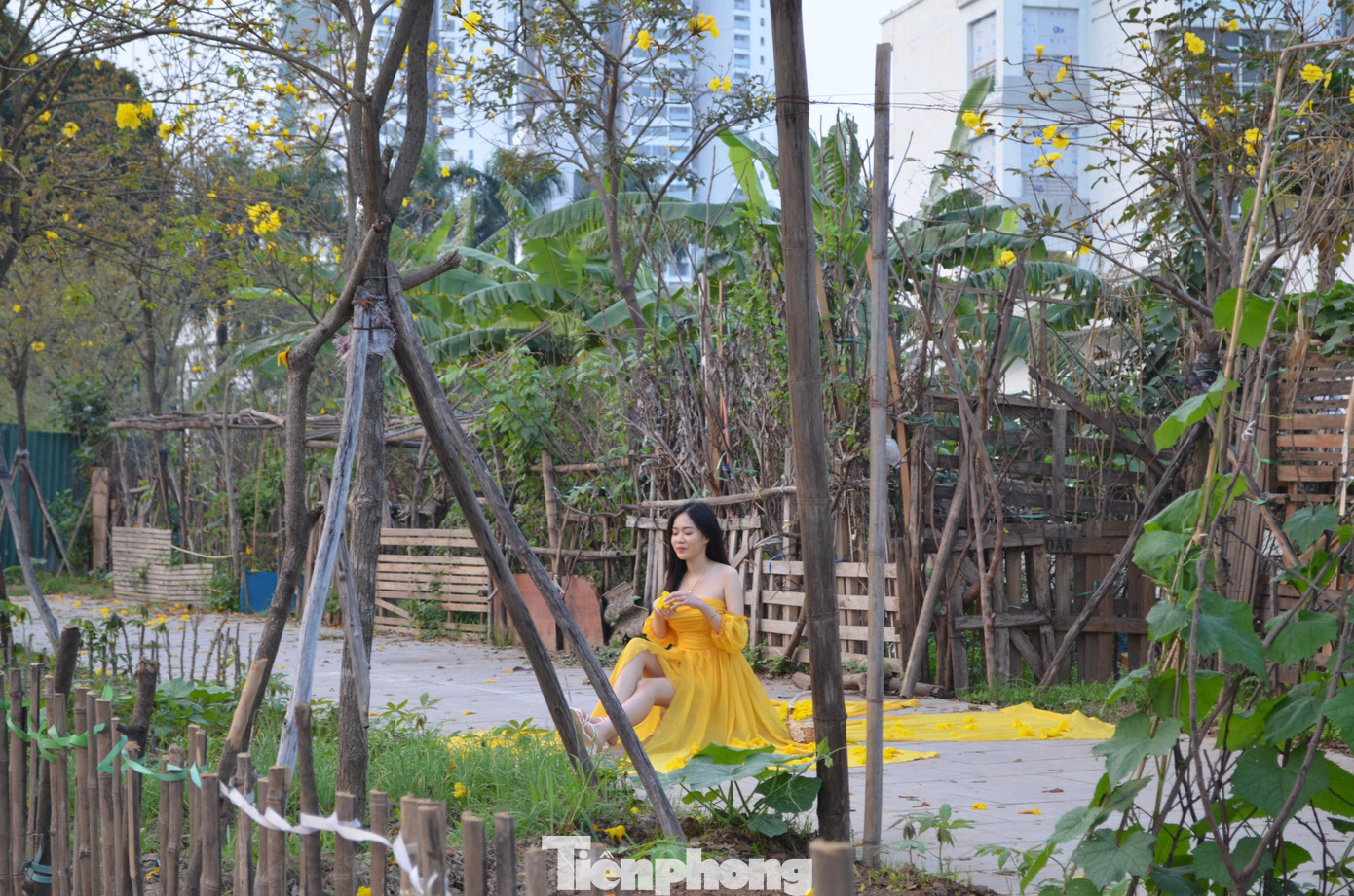 Các bạn trẻ cuối cùng đã thỏa nguyện khi được ngắm nhìn và check - in với loài hoa vàng rực rỡ này.