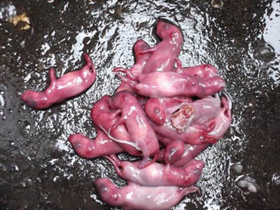 Chuột bao tử đã trở thành món ăn khoái khẩu của nhiều người