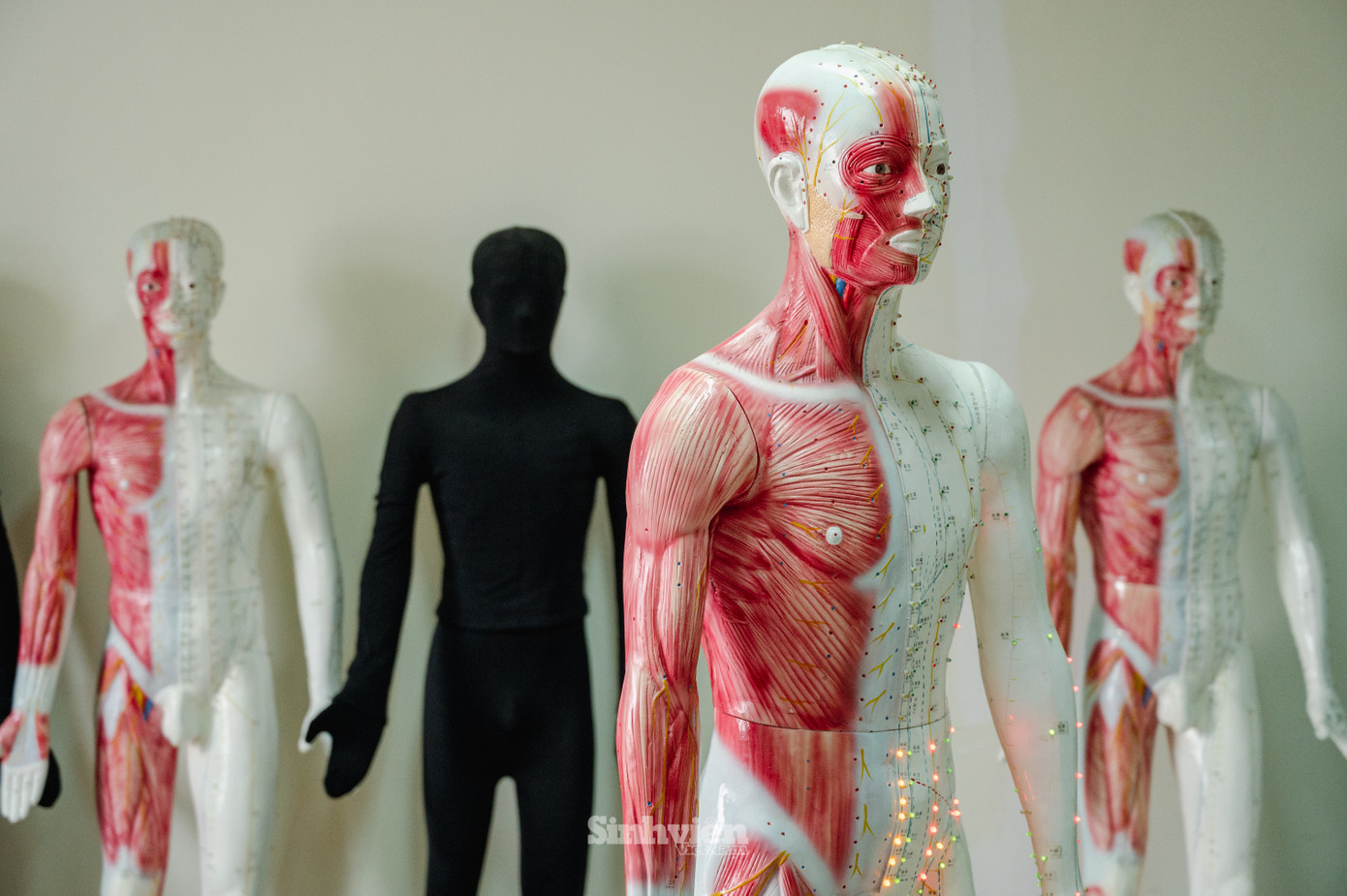 Mô hình tại phòng thực hành châm cứu.