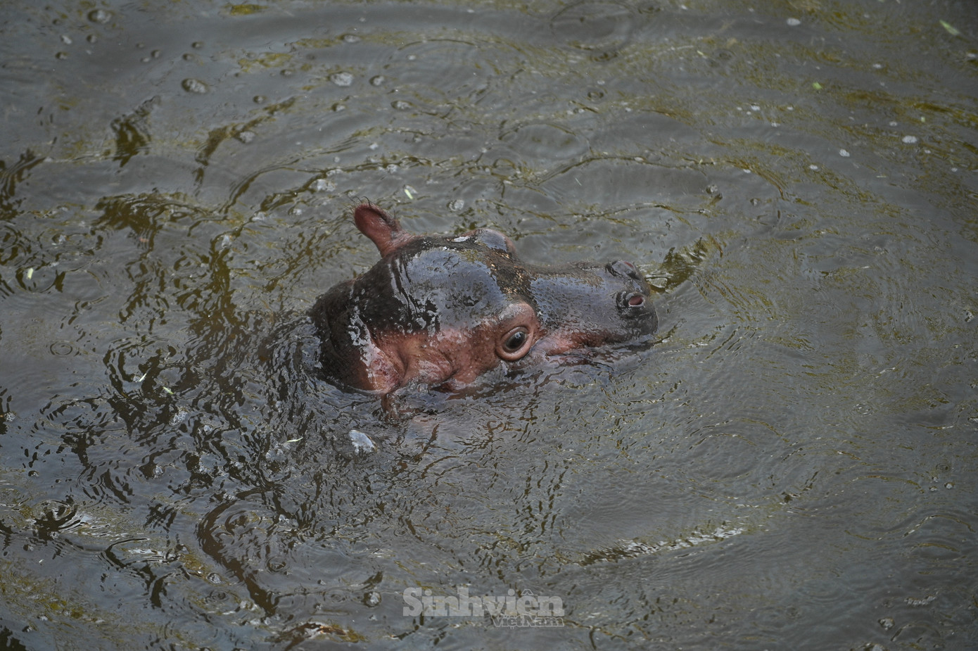 “Thời gian đẹp nhất để ngắm hai mẹ con hà mã là 8h00 sáng. Khi đó hà mã con sẽ cùng mẹ lên bờ để ăn bữa sáng và chơi đùa, lúc ấy, chúng tôi cũng thực hiện công tác dọn dẹp vệ sinh và thay nước cho bể. Vì đang trong thời gian ở cữ nên phần lớn thời gian còn lại hai mẹ con chủ yếu ở dưới bể nước, vì thế du khách sẽ chỉ thấy được phần lưng hà mã mờ mờ dưới làn nước mà thôi”. - Ông Phạm Ngọc Anh, nhân viên Vườn thú Hà Nội chia sẻ.