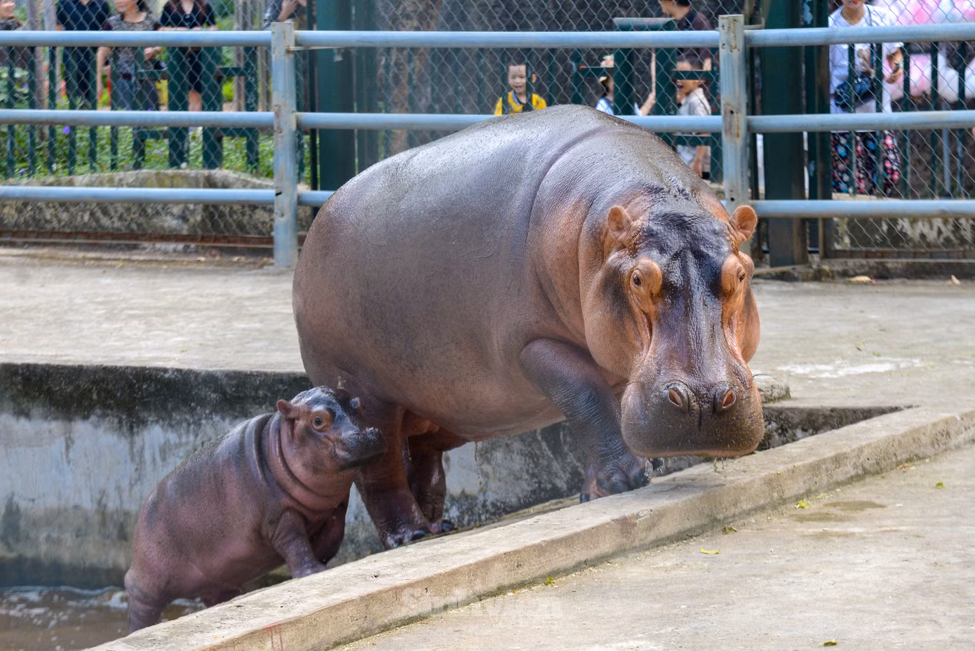 Hai mẹ con hà mã tại Vườn thú Hà Nội (Công viên Thủ Lệ).