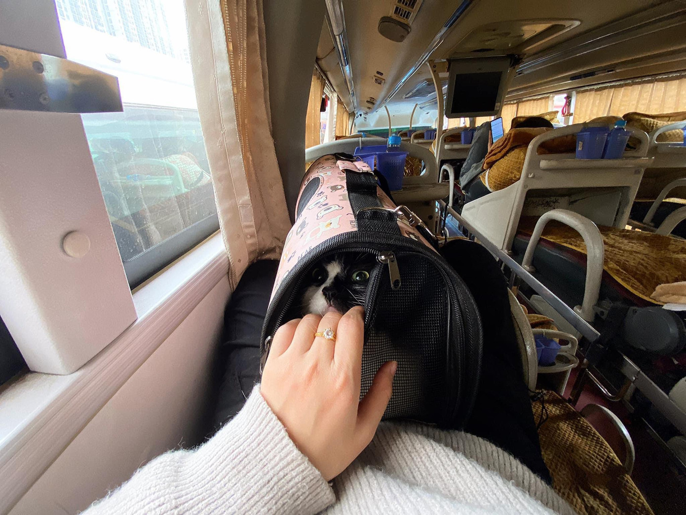 Mang động vật lên xe là hành vi vi phạm Điều 68 Luật Giao thông đường bộ 2008 về việc “Không chở hàng nguy hiểm, hàng có mùi hôi thối hoặc động vật, hàng hóa khác có ảnh hưởng đến sức khỏe của hành khách”. Mang động vật lên xe là hành vi vi phạm Điều 68 Luật Giao thông đường bộ 2008 về việc “Không chở hàng nguy hiểm, hàng có mùi hôi thối hoặc động vật, hàng hóa khác có ảnh hưởng đến sức khỏe của hành khách”.