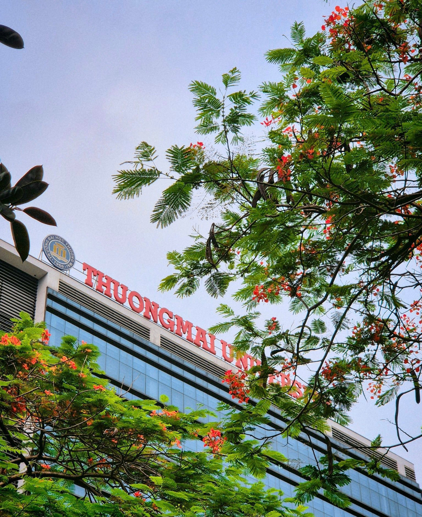 Hoa phượng vĩ đỏ rực như những ngọn lửa nhỏ, tô điểm cho không gian Trường Đại học Thương mại thêm phần rực rỡ.