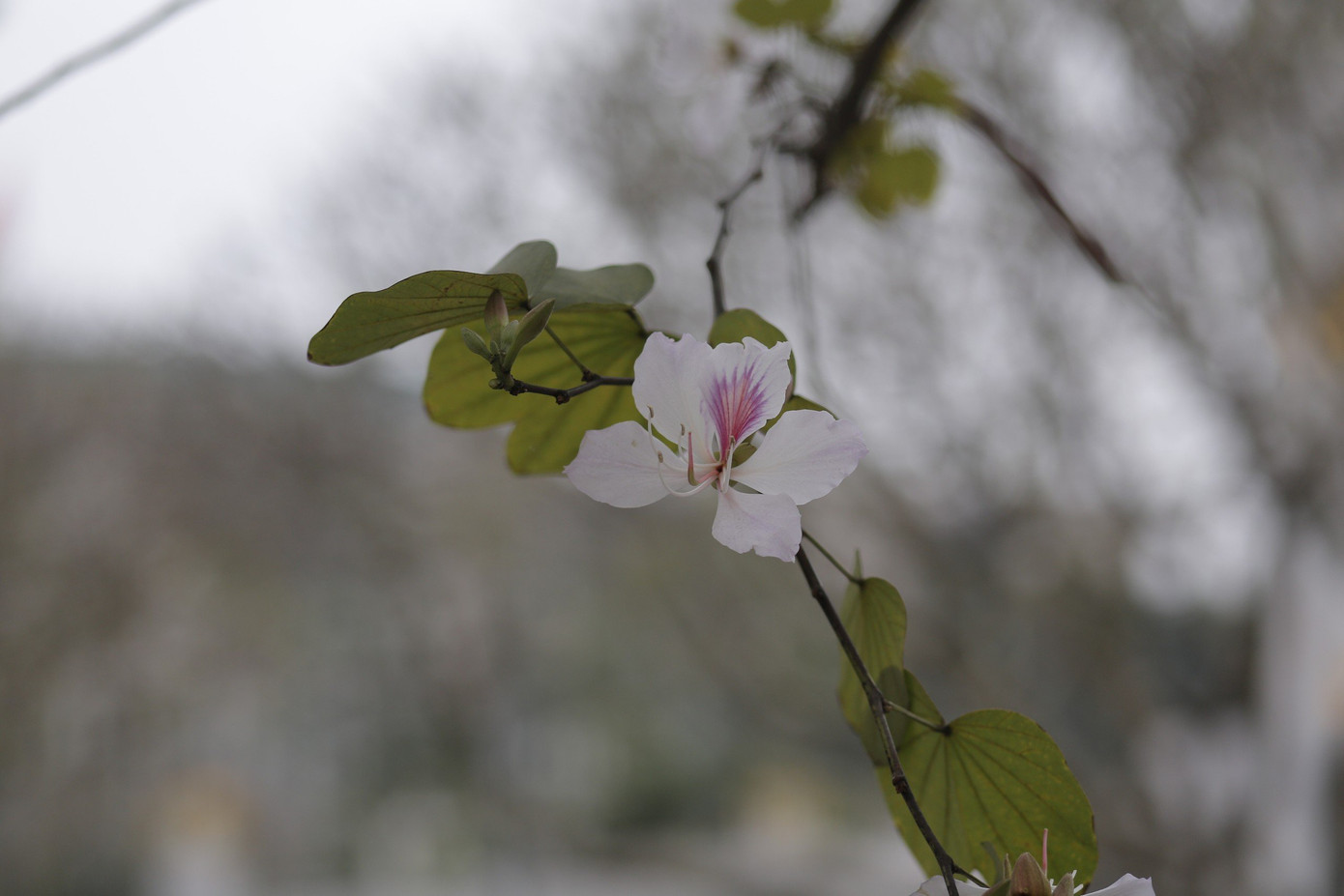 Hoa ban trắng muốt nổi bật trên nền trời xanh. Hoa ban trắng muốt nổi bật trên nền trời xanh.