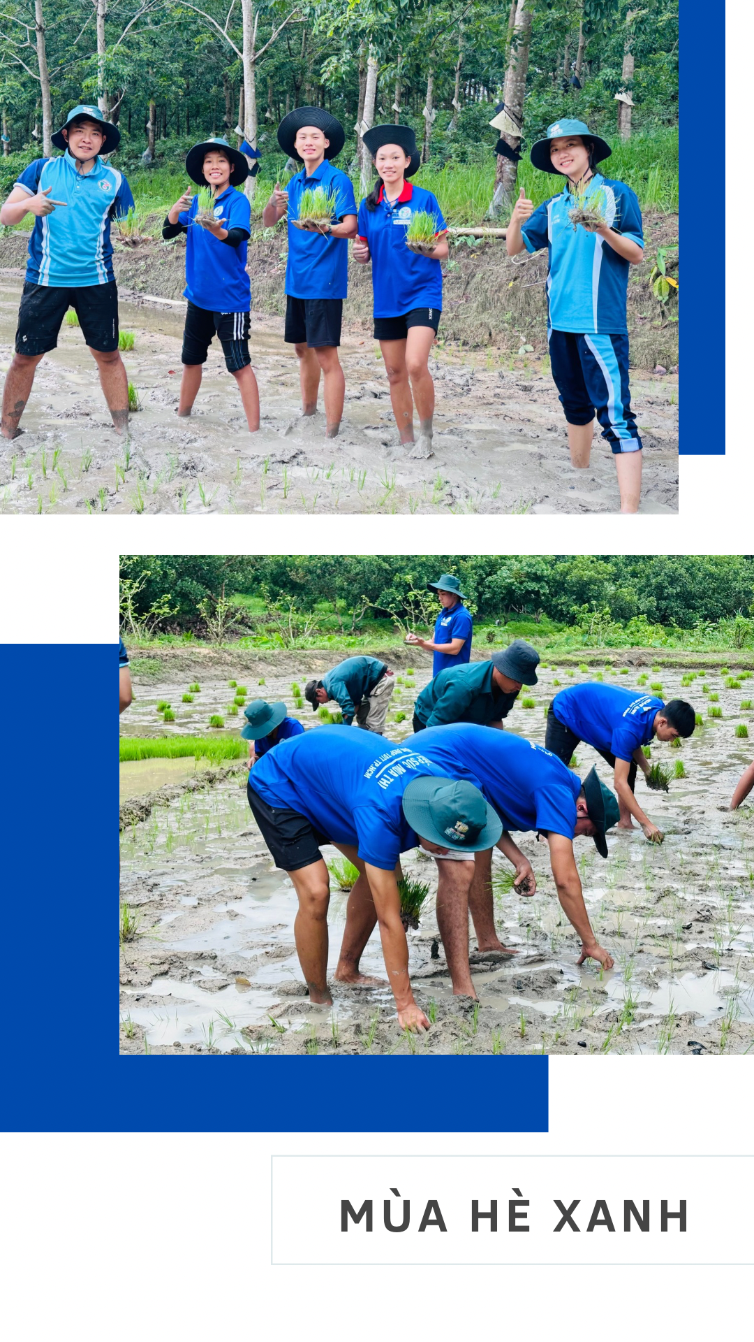 Sinh viên tình nguyện của Trường Đại học Sư phạm Thể dục Thể thao TP. HCM hỗ trợ người dân cấy lúa.