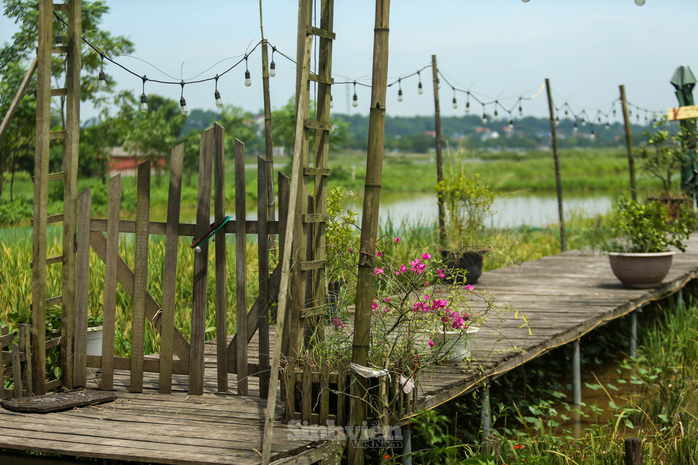 Vì thời tiết nắng nóng, Cà phê ruộng mở cửa thời điểm chiều tối. Những ngày cuối tuần, nơi đây vẫn có rất nhiều bạn trẻ thăm thú dù hết mùa lúa.