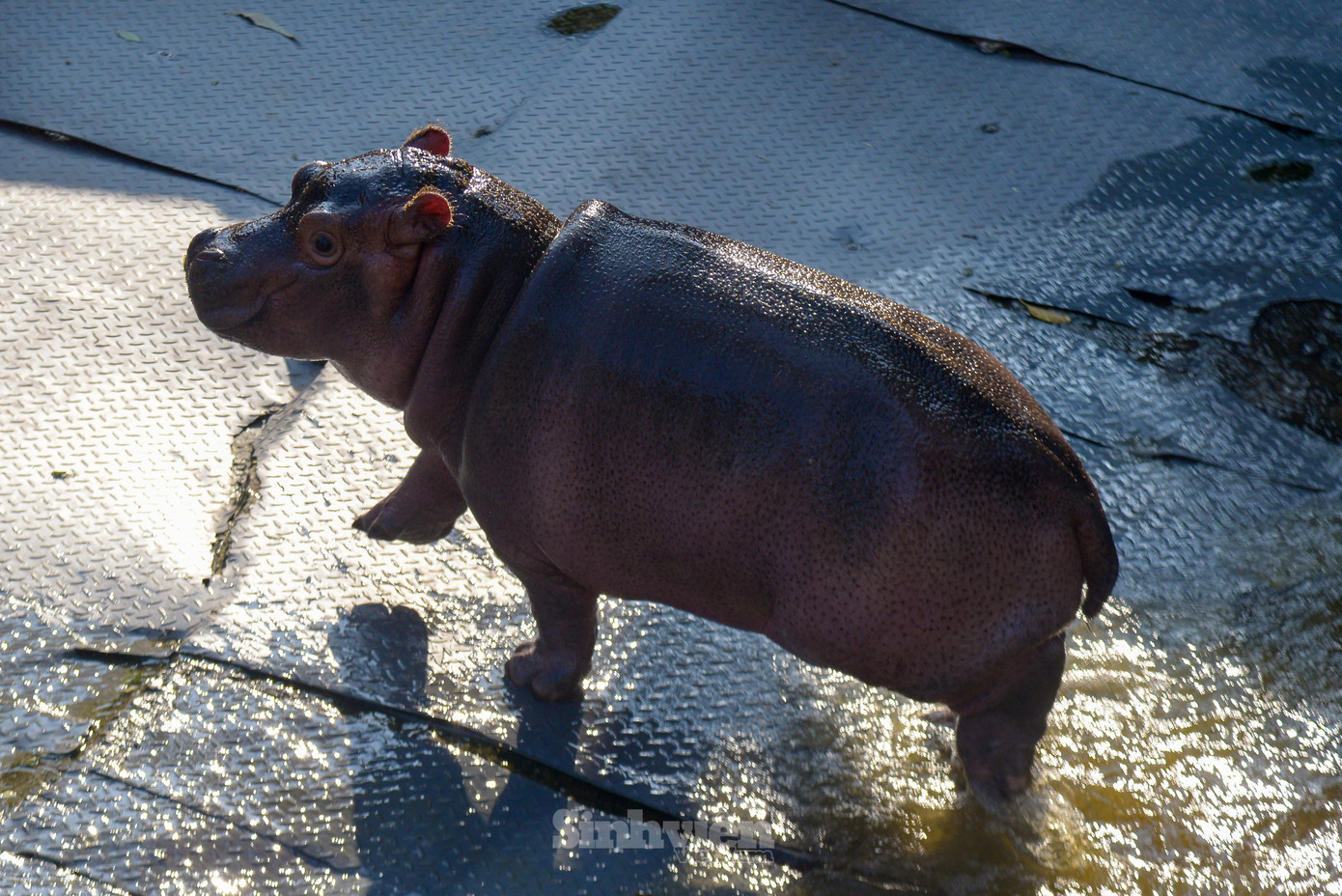 'Hà mã baby' gây sốt mạng xã hội, gần 4 tháng tuổi, nặng hơn 90kg.