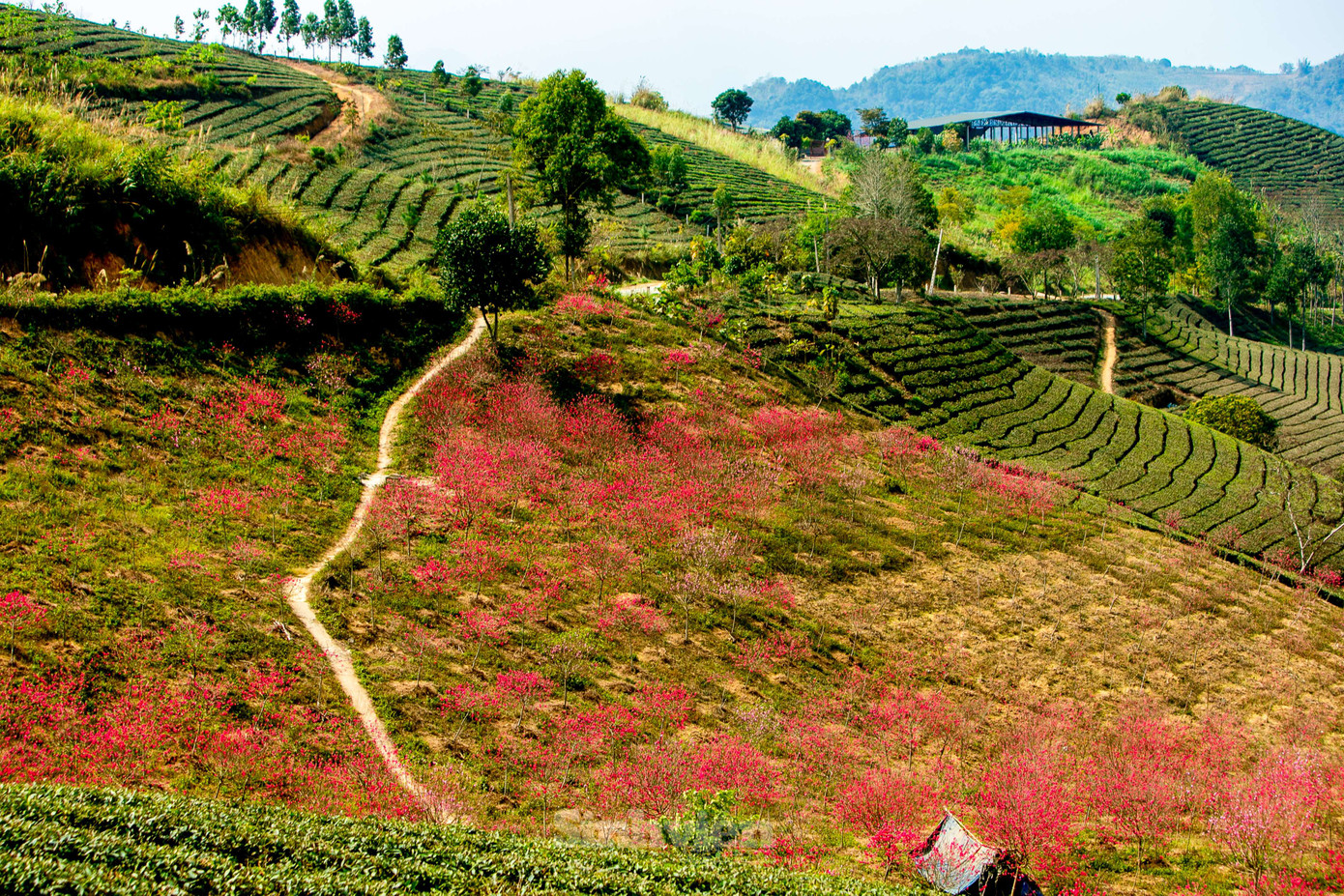 Đồi hoa đào bung sắc xuân giữa núi rừng Tây Bắc.