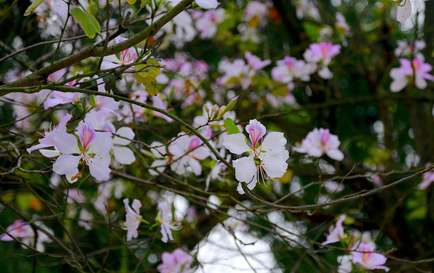 Vẻ đẹp thanh tao và tinh khôi của hoa ban khiến bao người say mê. Vẻ đẹp thanh tao và tinh khôi của hoa ban khiến bao người say mê.