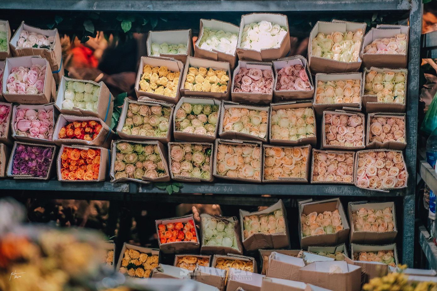 Theo một số tiểu thương, hoa hồng nhung, hồng Đà lạt là loại hoa bán chạy, được sinh viên, giới trẻ ưa chuộng. Giá một bó hồng Đà lạt dao động từ 180 đến 240 ngàn đồng. Hoa hồng lẻ từ 15 đến 20 ngàn đồng 1 bông.