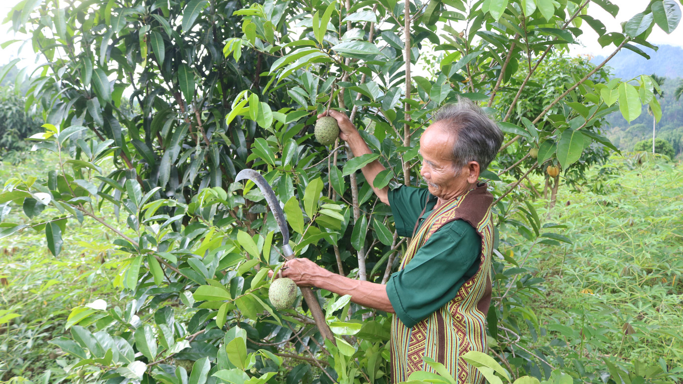 Mùa sai quả - bố Yến thu về lượng trái cây bán nhiều, tăng thu nhập kinh tế. Mùa sai quả - bố Yến thu về lượng trái cây bán nhiều, tăng thu nhập kinh tế.