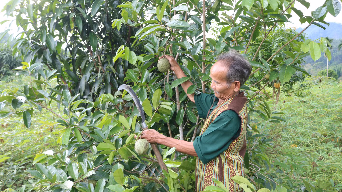 Mùa sai quả - bố Yến thu về lượng trái cây bán nhiều, tăng thu nhập kinh tế. Mùa sai quả - bố Yến thu về lượng trái cây bán nhiều, tăng thu nhập kinh tế.
