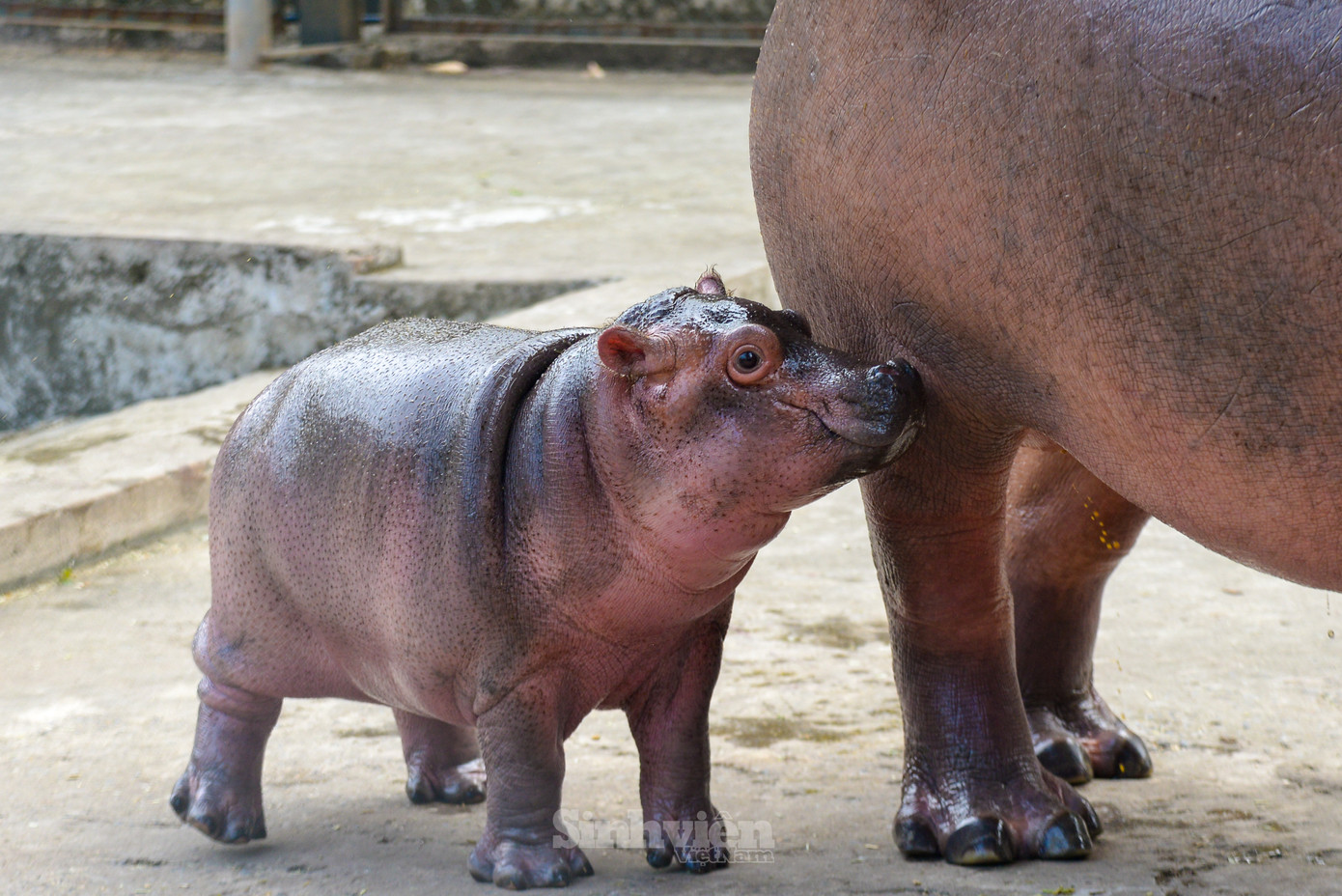Trong thời gian tới, Ban Lãnh đạo Vườn thú Hà Nội sẽ tổ chức cuộc thi đặt tên cho hà mã con, nhằm lan toả tình yêu động vật, thiên nhiên, môi trường và sự bảo tồn đa dạng sinh học.