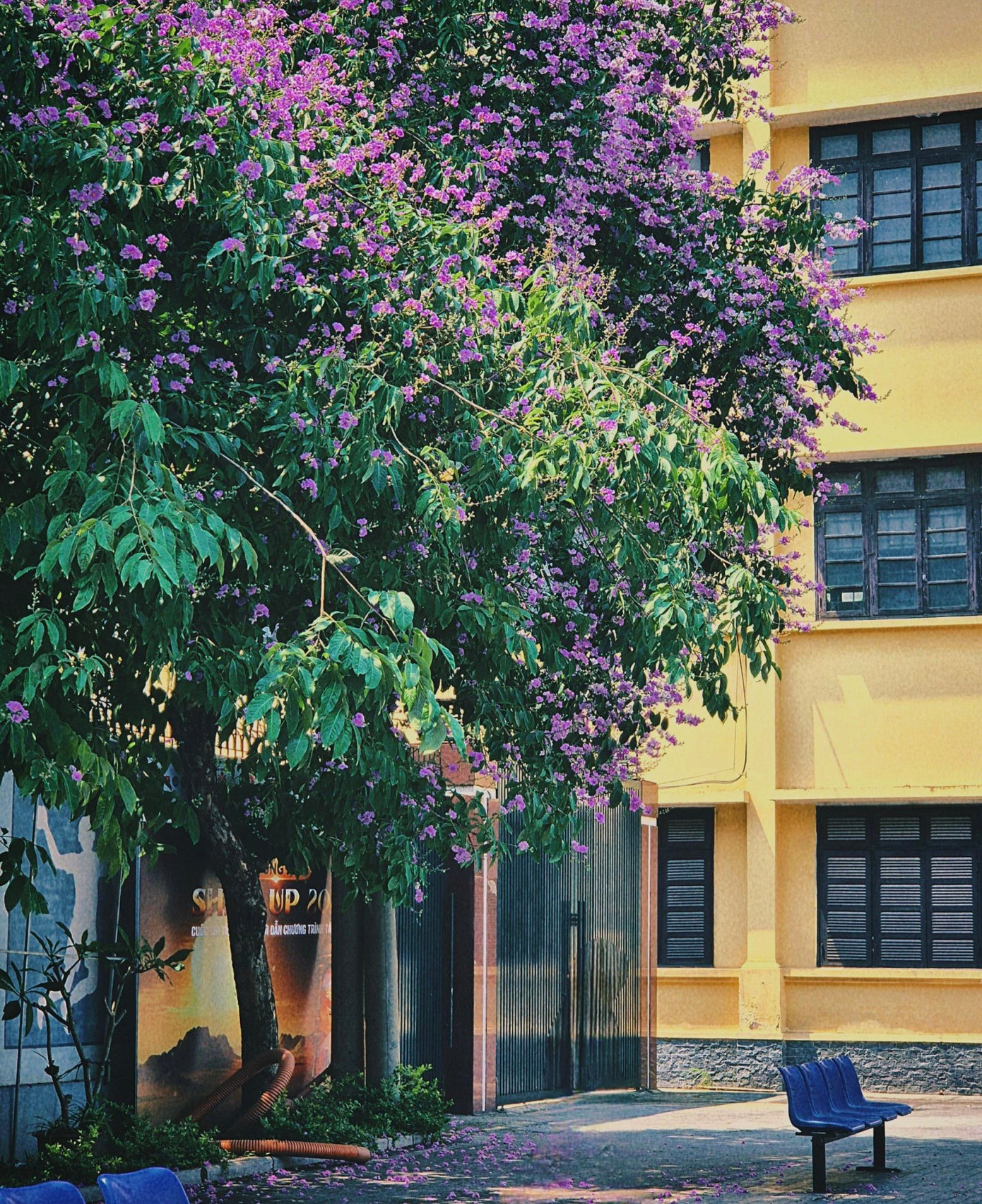 Bằng lăng tím không chỉ là một loài hoa, mà còn là một biểu tượng của tuổi trẻ, của những ước mơ và hoài bão.
